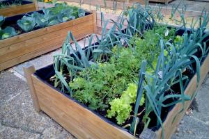 No Space? No Problem. Subukan ang Urban Gardening