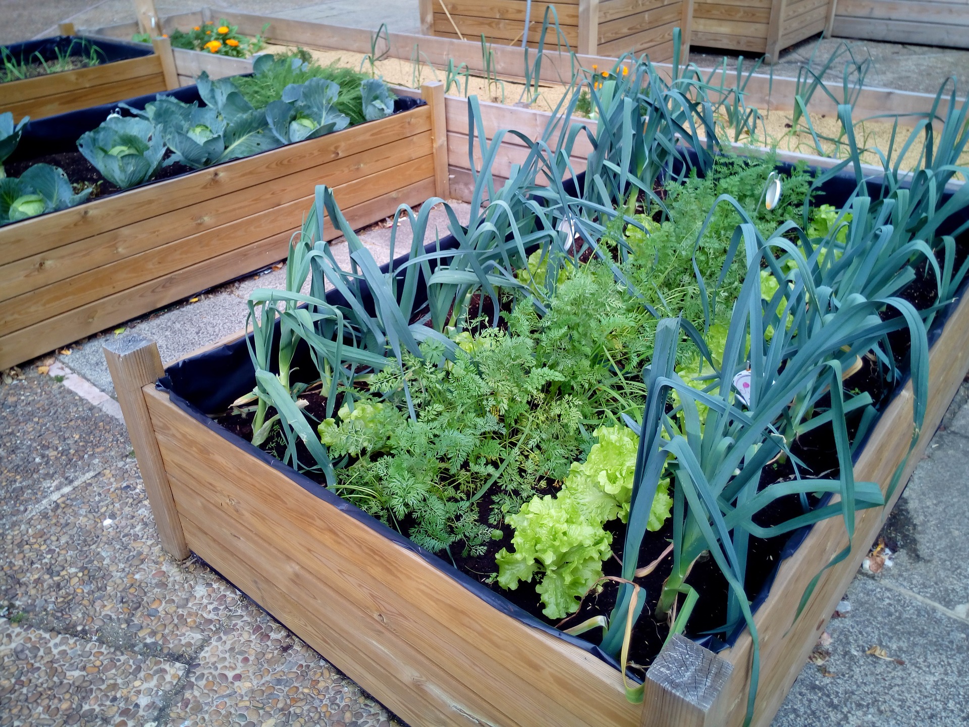 No Space? No Problem. Subukan ang Urban Gardening